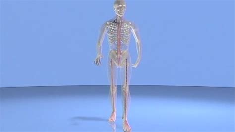 Image result for Anatomic Front Line