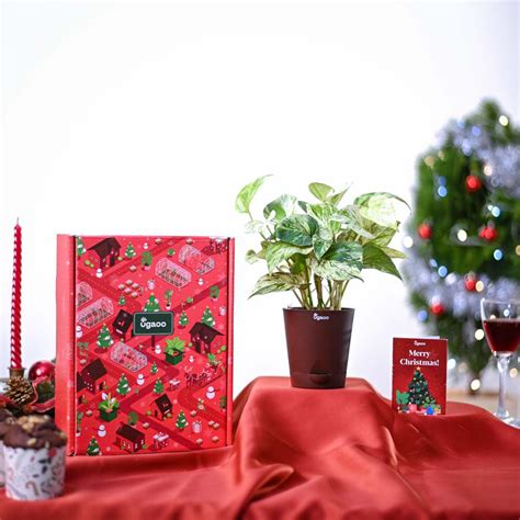 Money Plant Marble Christmas Gift Hamper – Ugaoo