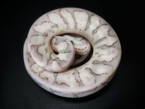 Image result for Super Bamboo Ball Python