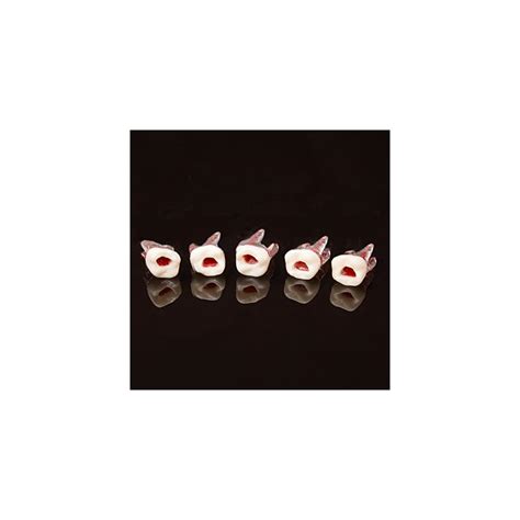 Angzhili 5 Pcs Dental Tooth Root Canal Model for RCT India | Ubuy