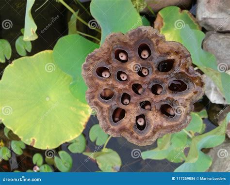 Lotus Seed Flower Closeup Pod Pond Macro Stock Photo - Image of closeup ...