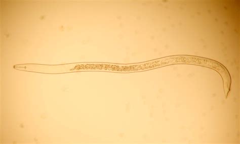 Nematodos, el enemigo invisible - BLOG