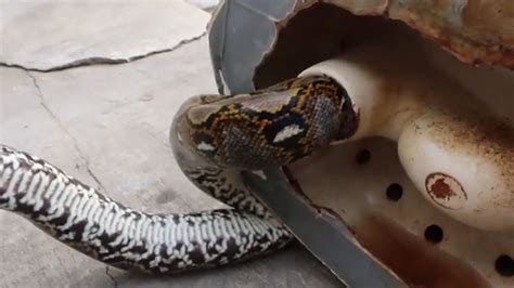 Image result for Python Snake Bite