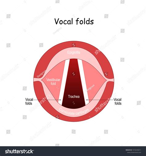 False Vocal Folds