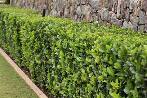 Tall Evergreen Hedges 25 Easy Evergreen Shrubs To Use As Foundation