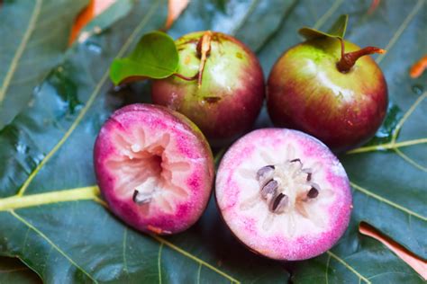 37 Facts About Star Apple - Facts.net