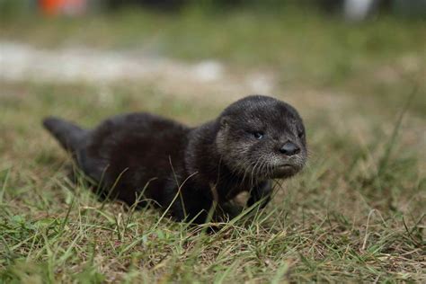 North American River Otter Facts