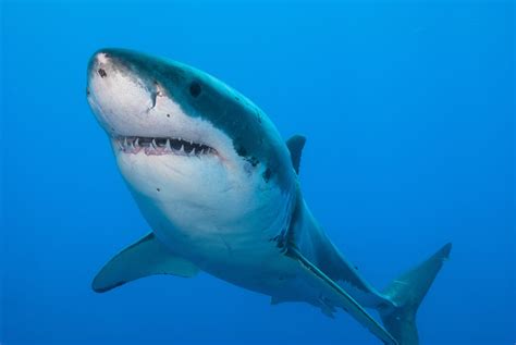 Sharks in Connecticut