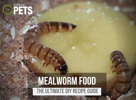 What Do Mealworms Eat? + Fun DIY Mealworm Food Recipe!