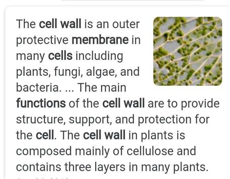 write the function of cell wall and nucleus - Brainly.in