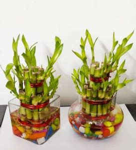 GREEN-HOMES Two Layer Bamboo Plant Price in India - Buy GREEN-HOMES Two ...