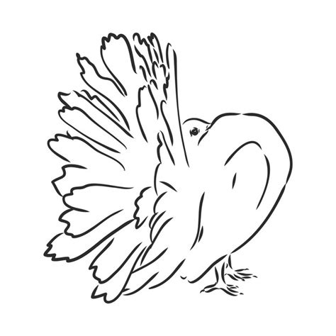 Realistische handgezeichnete Taube. Vektorillustration oder -element ...