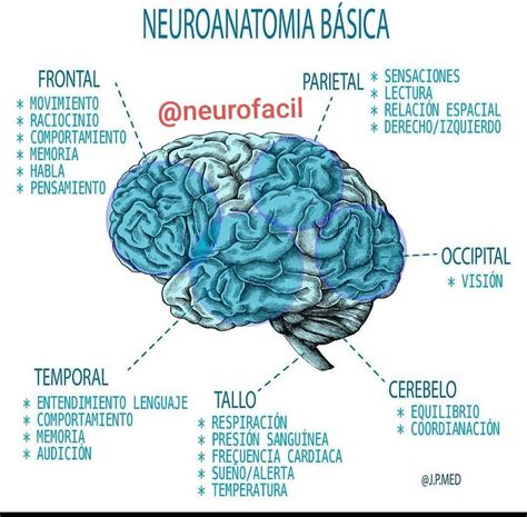 Pin de LaQ se lleva en Datos interesantes cultura | Anatomia y ...
