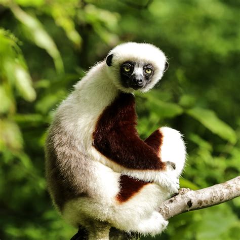 Primate Evolution 的图像结果