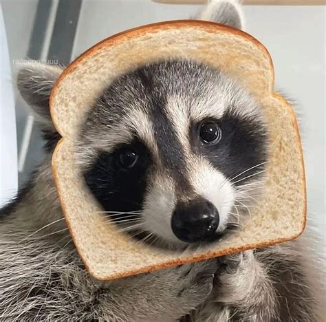 Innocent Raaccoon | Raccoon funny, Pet raccoon, Cute raccoon