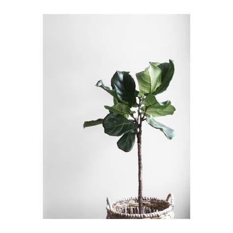 foliage plants / P019 / ポスター | ポスター屋さんismirai home | 北欧ポスターとヴィンテージ雑貨のお店