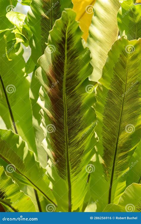 Birds Nest Fern or Asplenium Australasicum Plant in Zurich in Switzerland Stock Photo - Image of ...