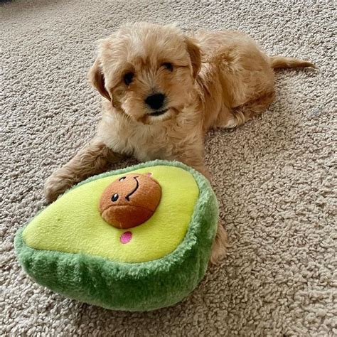 Image result for Fetch Training