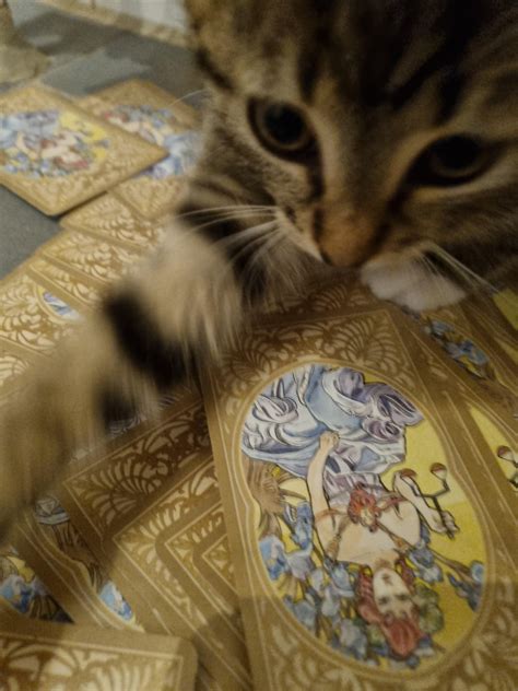 Let kitten choose your card :) : r/tarotpractice