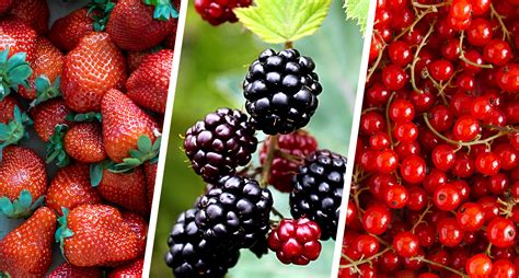 Which Are The Healthiest Berries - And The Most Nutritious