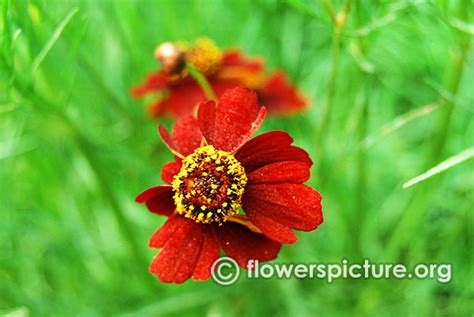 Cosmos flower varieties