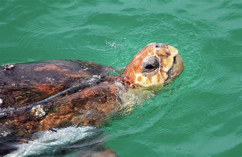 Image result for Turtle Shell Side View