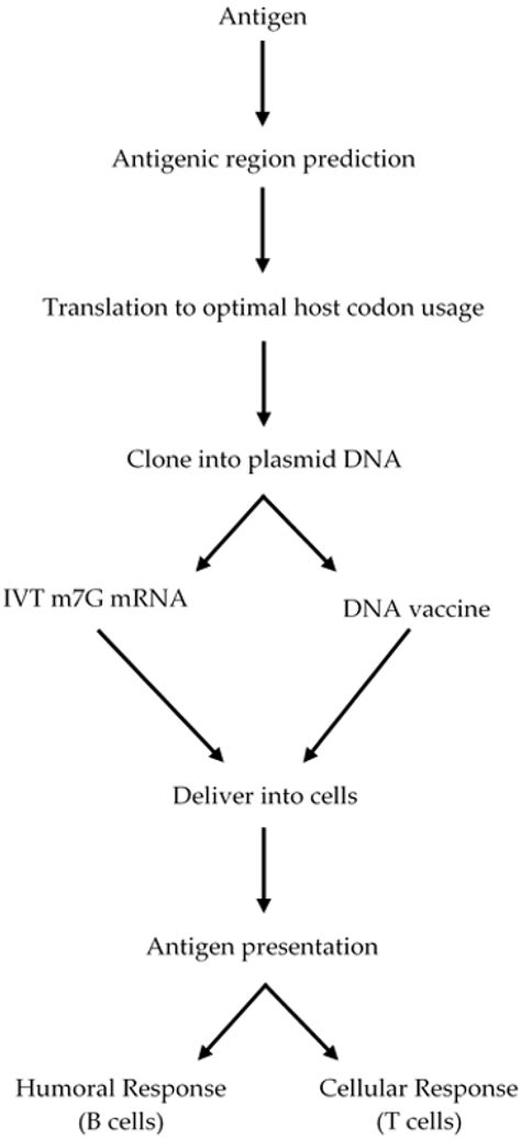 Vaccine Design against Chagas Disease Focused on the Use of Nucleic Acids
