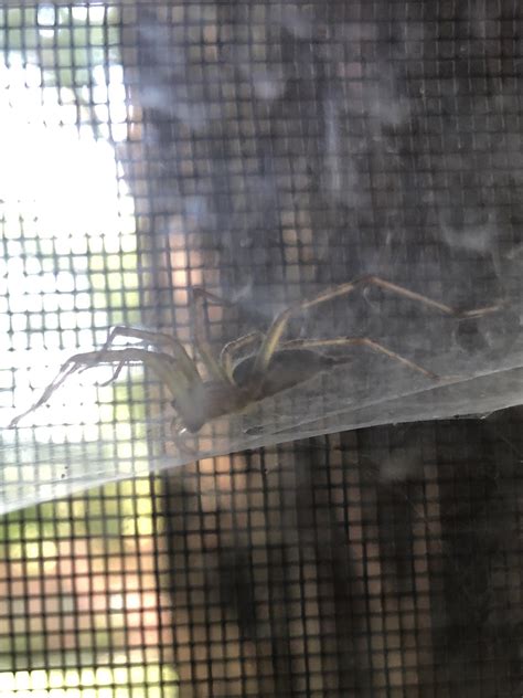 Huge brown recluse in between my window and screen. Found another ...