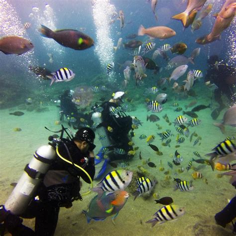 DIVE DISTRICT (2026) All You Need to Know BEFORE You Go (with Photos ...