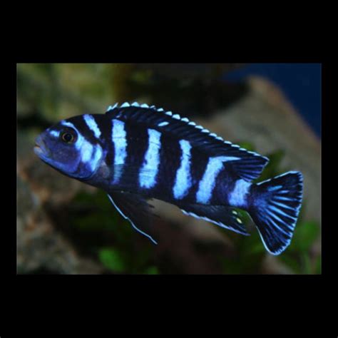 Demasoni Cichlid Fish Wholesale Price [ 100 PIECE ₹5000 ]