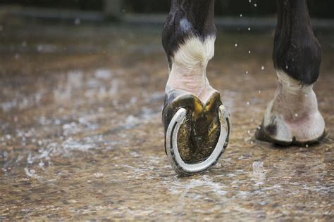 How Often Does Your Horse Need Shoeing?