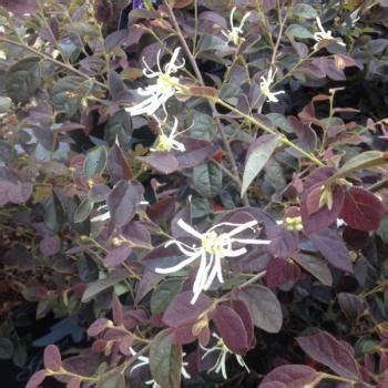 Image result for Ruby Snow