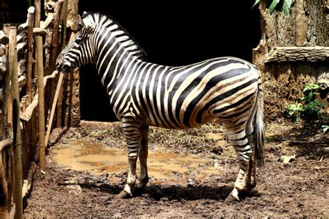 Bandung Zoo, bandung city, Indonesia - Top Attractions, Things to Do ...