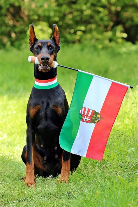 Free Images : angel, dogs, vertebrate, devil, dog breed, doberman, yorkshire terrier, german ...