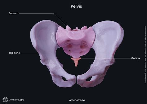 Female Pelvis Bones Anatomy