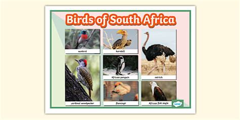 Birds of South Africa Photo Display Poster