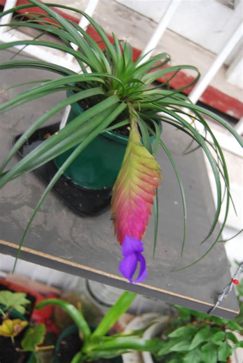 Tillandsia cyanea