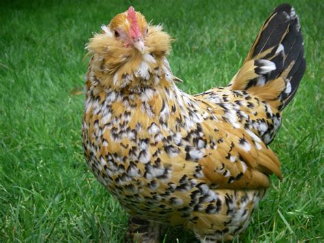 Mille Fleur D'Uccle Bantam Chicks for Sale | Cackle Hatchery®