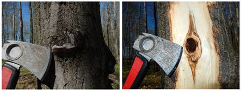 Image result for Tree Trunk White Rot