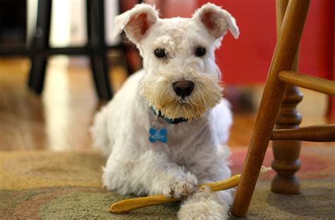 White Mini Schnauzer Dog at Steven Broadnax blog
