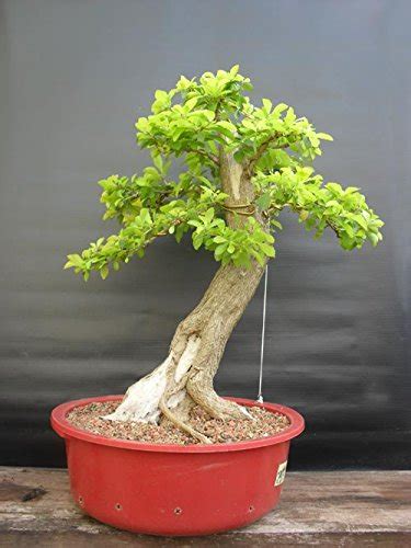 Creative Farmer Tree Seeds India Duranta Erecta Sprawling Shrub Tree ...