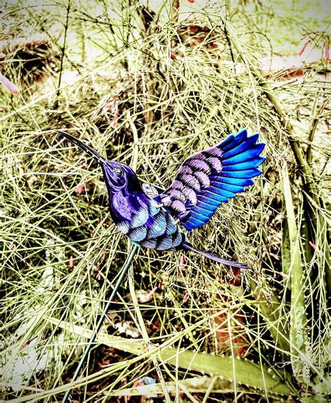 Image result for Hummingbird Humming