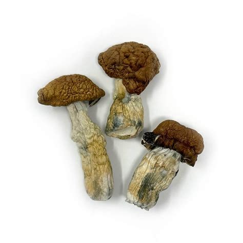 Tidal Wave Magic Mushrooms - BC Medi Chronic