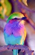 Image result for Cute Animals Color