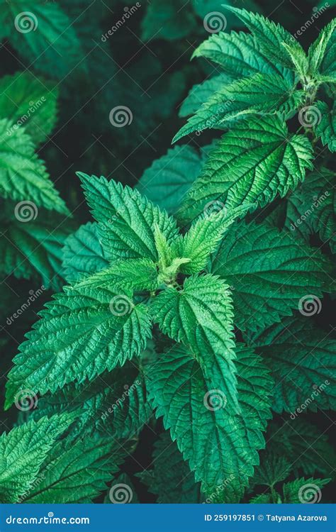 Common Nettle Bush Outdoors. Urtica Dioica. Stinging Nettles Plant ...