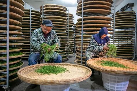 安徽池州：春茶飘香加工忙-人民图片网