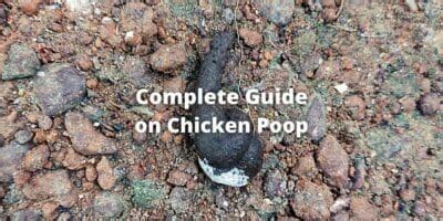 Image result for Normal Chicken Poop