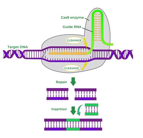 CRISPR Technology Explained 的图像结果