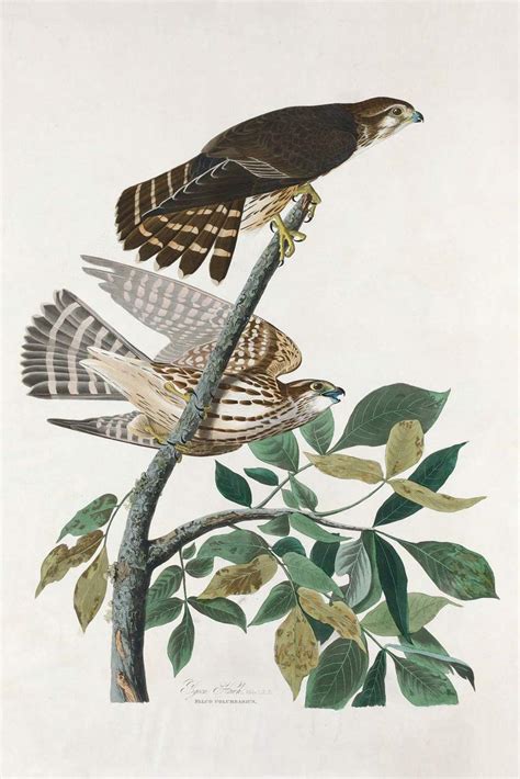 Pigeon Hawk Bird – Wall Decor Company