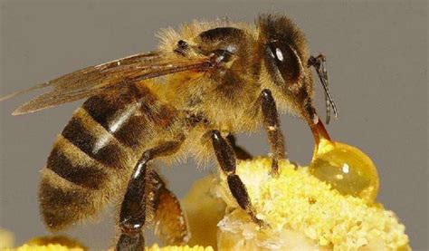 蜜蜂是怎样传递信息的？_酷知经验网